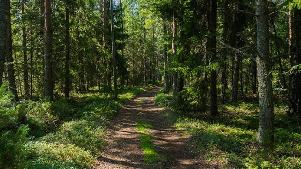Sälgrund